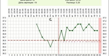 На какой день овуляция если цикл 31 день