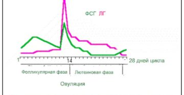 Соотношение лг и фсг в первой фазе цикла