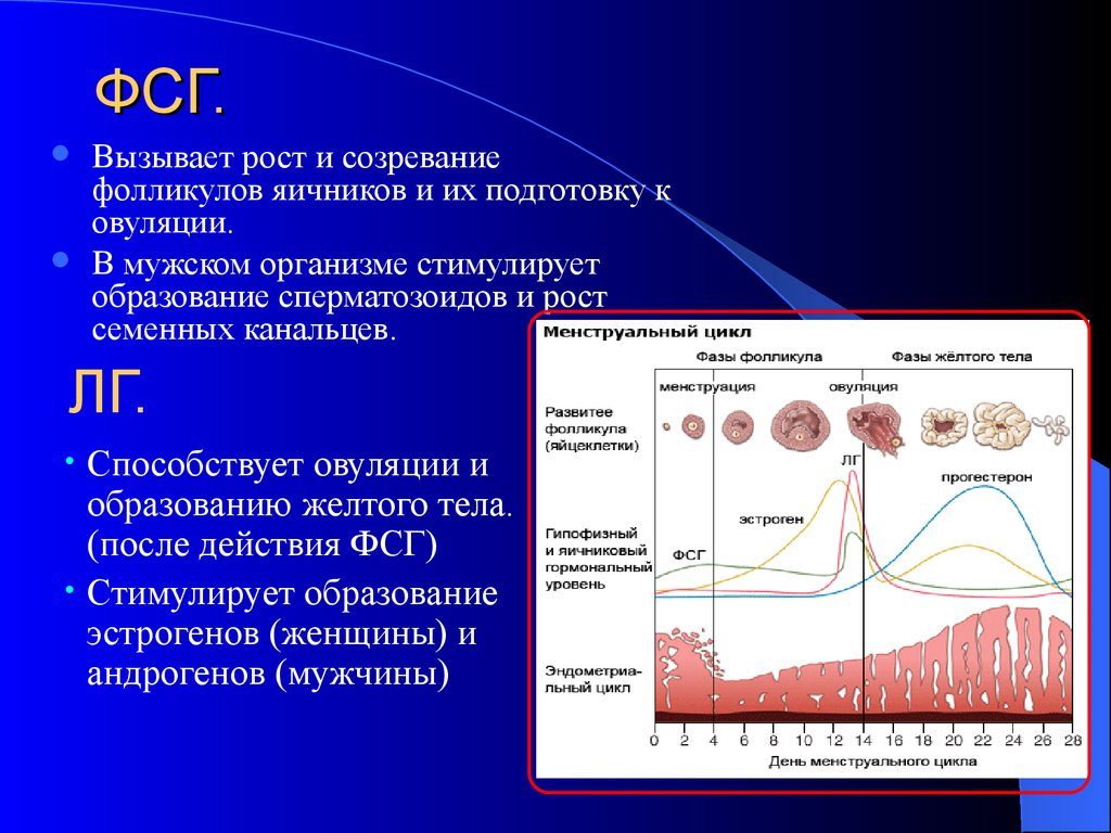 Стимуляция фсг у женщин