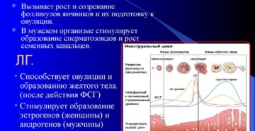 Стимуляция фсг у женщин