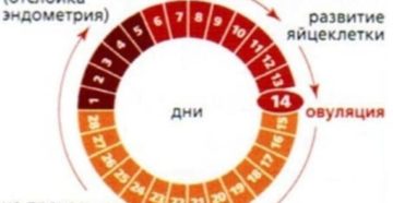 Можно ли забеременеть за 7 дней до овуляции