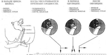 Положение шейки матки при беременности на ранних сроках