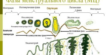 2 фазы менструационного цикла