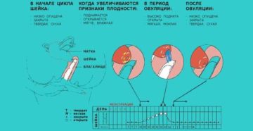 Положение матки после зачатия