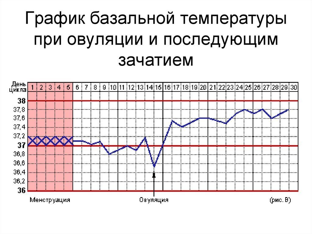 Перед овуляцией температура 37