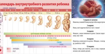 Дни эволюции при зачатии ребенка