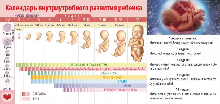 Дни эволюции при зачатии ребенка