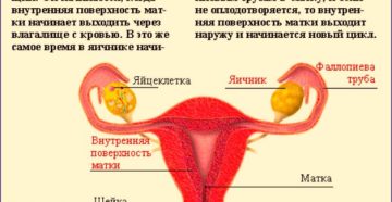 Если месячные идут не регулярно можно ли забеременеть