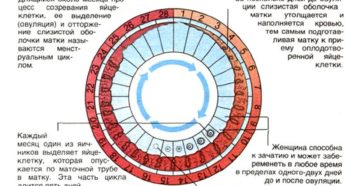 Сколько длится овуляционный период