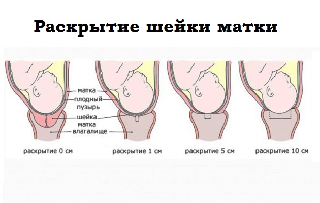 Шейка перед родами длинная