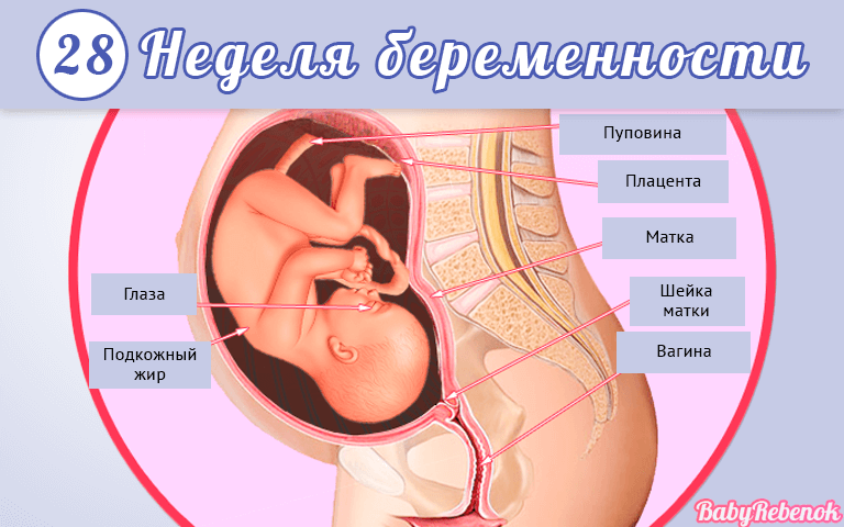 Беременность 28 недель развитие плода и ощущения женщины