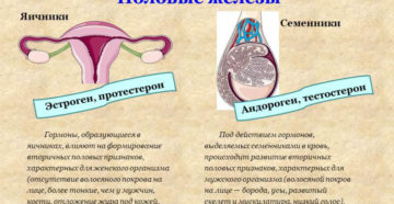 Где вырабатываются гормоны женские