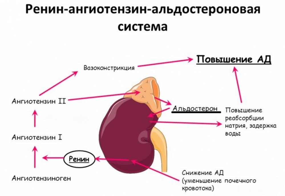 Ренин что это такое