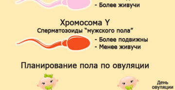 Позы для зачатия ребенка. Зачать девочку по овуляции. Пол ребенка по овуляции. Зачатие мальчика по овуляции. Планирование пола ребенка по овуляции.