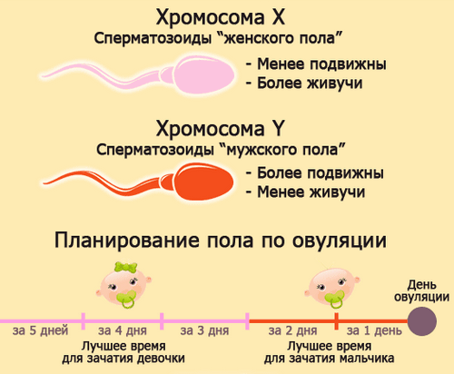 Половой акт до овуляции