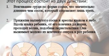 Сколько минут сосет грудь новорожденный