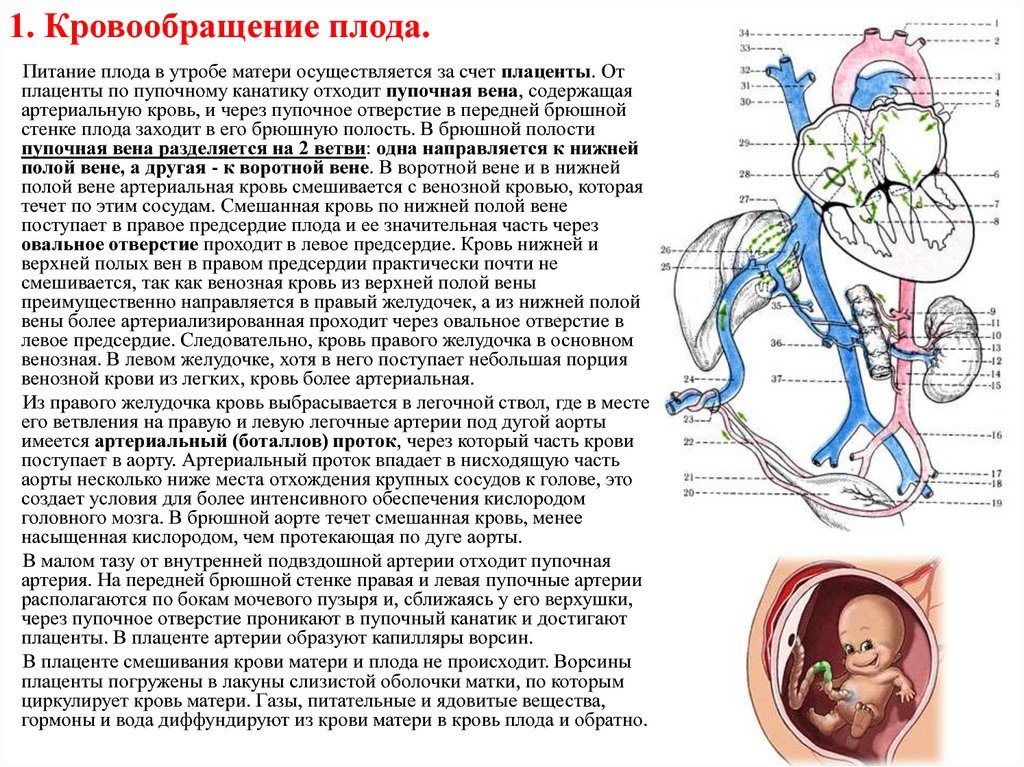 Когда у матери и плода появляется общий кровоток