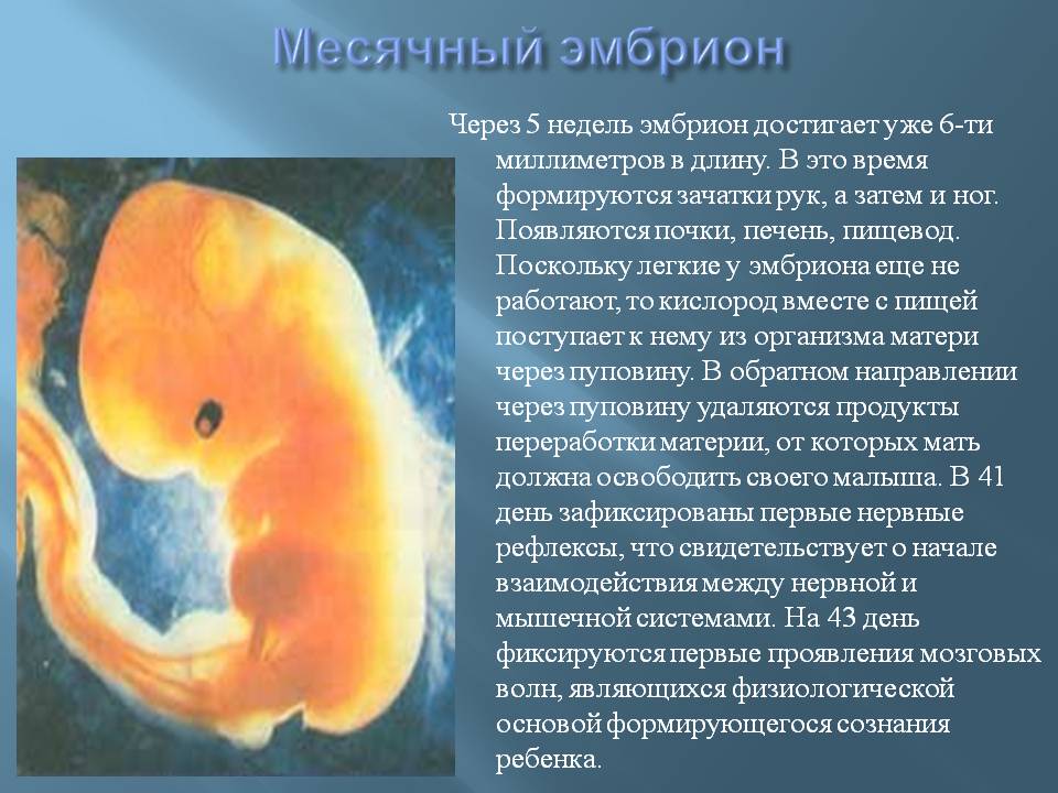 3 недели размер плода