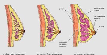 Почему грудь болит во время беременности