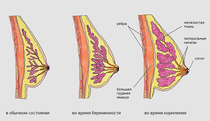 Почему грудь болит во время беременности