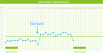 Температура в период овуляции