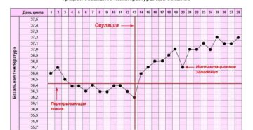 На какой день поднимается температура тела после зачатия