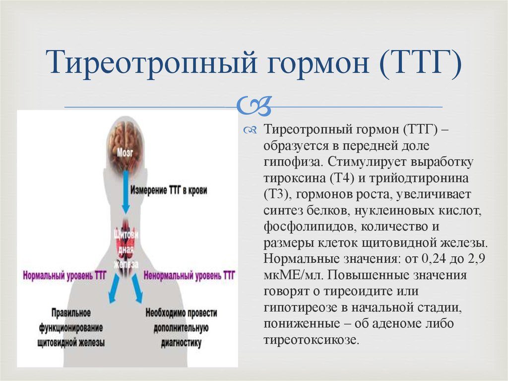 Гормон ттг за что отвечает у женщин повышен