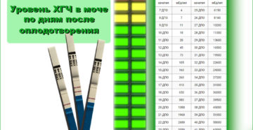 Когда начинает расти хгч после зачатия в моче