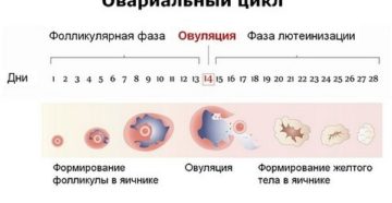 Как определить что произошло зачатие после овуляции