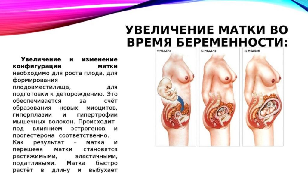 Матка увеличенная при беременности