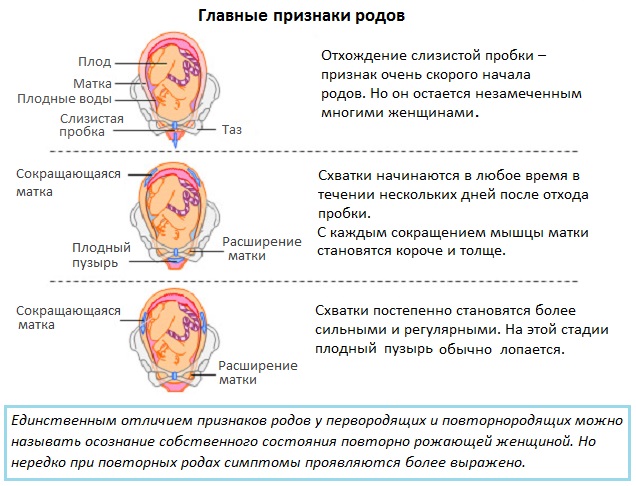 Признаки родовой деятельности у повторнородящих