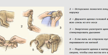 Беременность и роды собаки