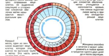 Сколько должен длиться менструальный цикл