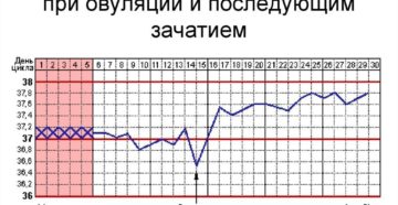 Базальная температура в первые дни после зачатия