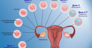 Через какое время происходит имплантация эмбриона после зачатия