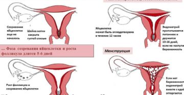 После месячных оказалась беременна