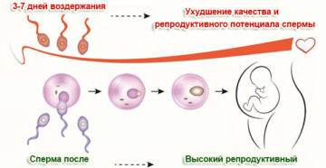 Сколько дней воздержания перед зачатием