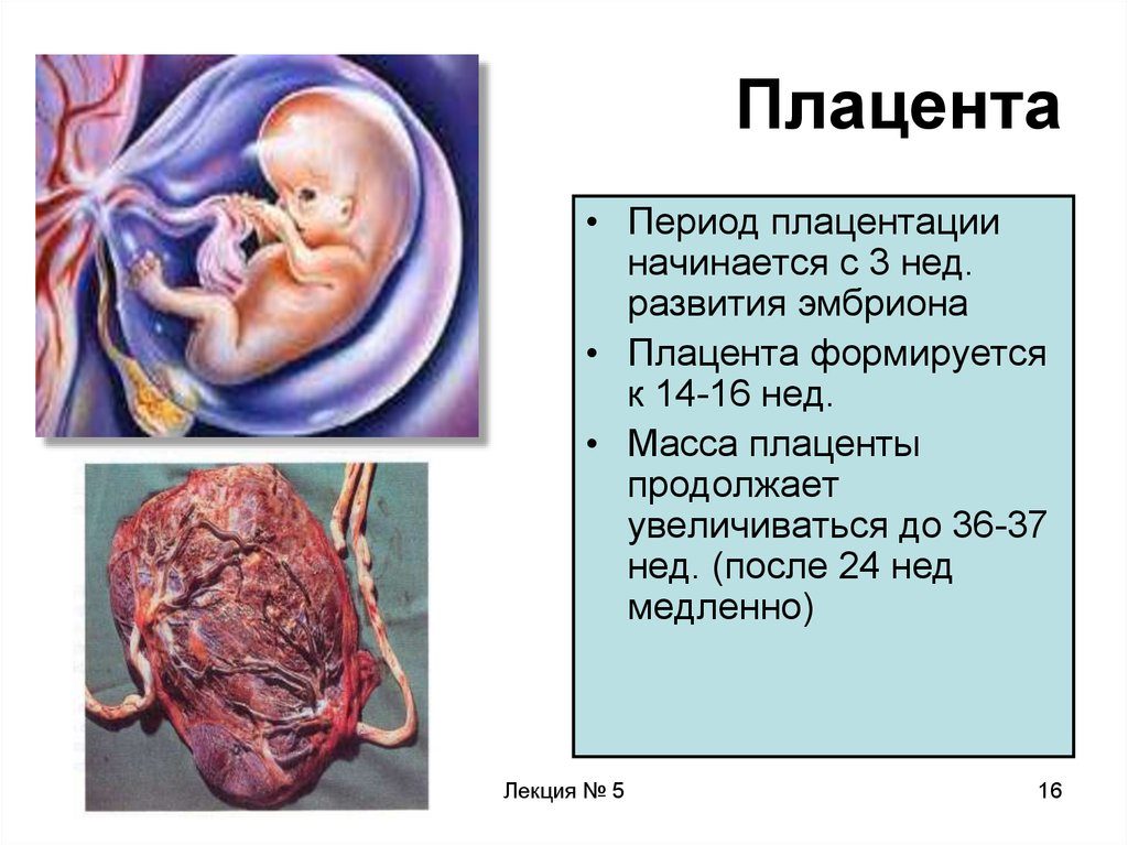 Когда плацента полностью формируется