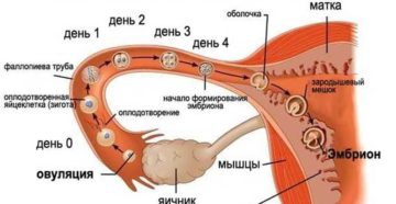 Через сколько дней после овуляции происходит имплантация эмбриона