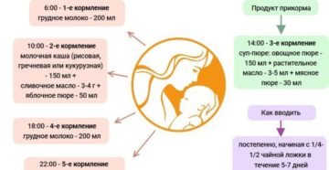 Режим питания в 6 месяцев при грудном вскармливании