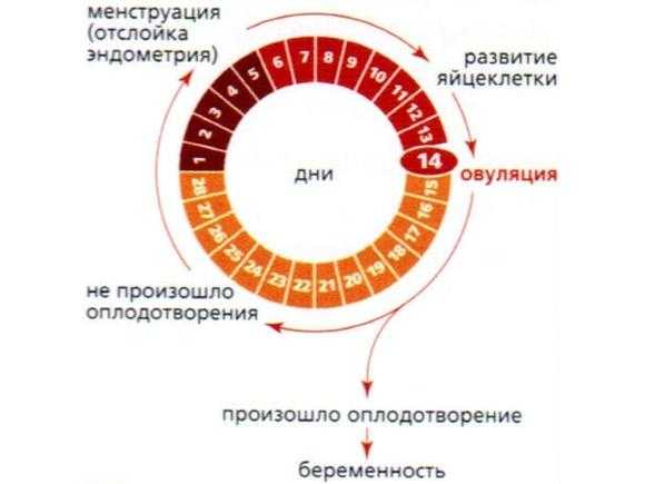 Можно ли забеременеть месячных в последние дни месячных