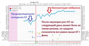 Имплантация эмбриона на какой день после овуляции статистика