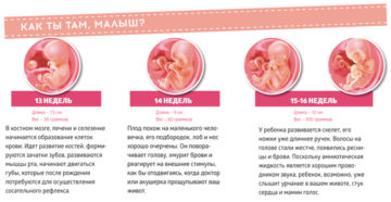 На каком месяце беременности можно почувствовать шевеление ребенка