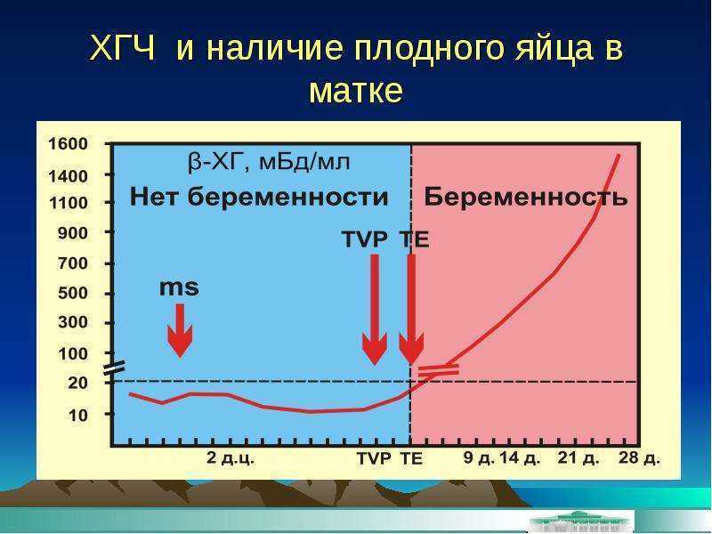 При каком хгч плодное яйцо видно в матке