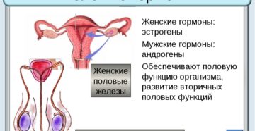 Женские и мужские гормоны в женском организме