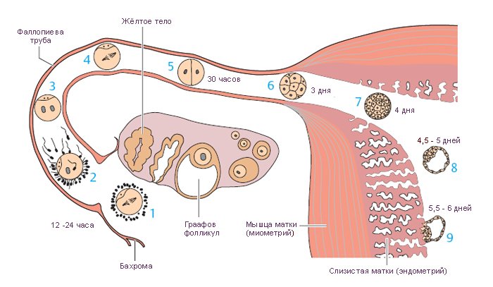 Первые дни зачатия ощущения