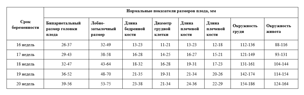 20 недель параметры плода