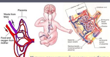 Маточный кровоток при беременности нарушен