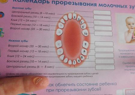 Температура при прорезывании зубов сколько дней