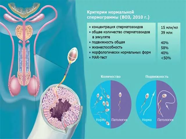 Половой акт при овуляции